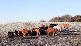 Set yourself up for outwintering success 